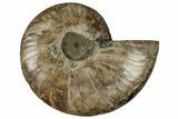 Cut & Polished Ammonite Fossil (Half) - Madagascar #329164-1